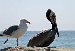 Image result for Pelican and Seagull