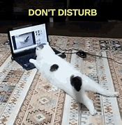 Image result for Funny Cat Working Meme