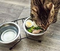 Image result for Vegan Cat Food