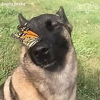 Image result for Butterfly Dog Meme