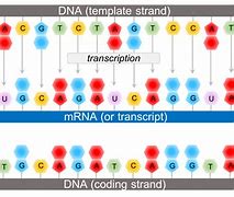 Image result for Complementary DNA Strand Sequence