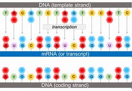 Image result for Complementary DNA Sequence