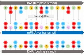 Image result for DNA and RNA Template