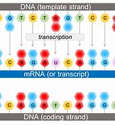 Image result for DNA Code Sequence