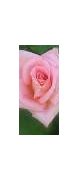 Image result for Pink Rose Wallpaper for iPhone