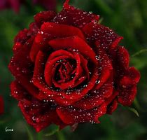 Image result for Rose Desktop Background