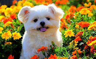 Image result for Spring Dog Wallpaper