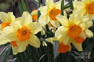 Image result for Narcissus Fortissimo
