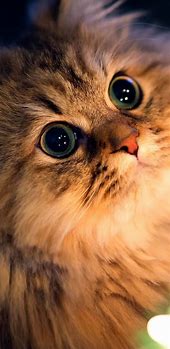 Image result for Samsung Galaxy Wallpapers Cute