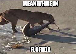 Image result for Meme Meanwhile in Florida