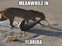 Image result for Meanwhile in Florida Meme
