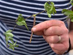 Image result for Clematis Seed Heads
