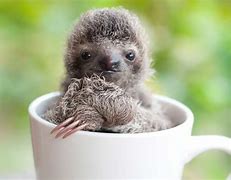 Image result for Cool Sloth Backgrounds