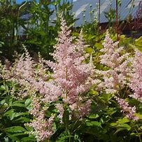 Image result for Astilbe Peach Blossom (Japonica-Group)