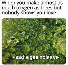 Image result for Aquarist Meme