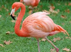 Image result for Phoenicopterus ruber