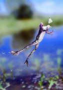 Image result for Frog Catching Bug
