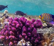 Image result for Egyptian Red Sea