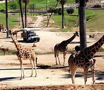Image result for Safari Zoo