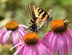 Image result for Pollinator Trees