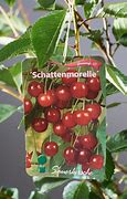 Image result for Prunus cerasus Rheinische Schattenmorelle