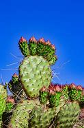 Image result for Blooming Cactus Plants