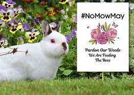 Image result for No Mow May Meme