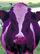 Image result for Best Milk Cows