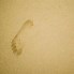 Image result for Gorilla Footprint
