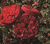 Image result for Rose Rouge Royale Red