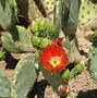 Image result for Phoenix Arizona Desert Plants