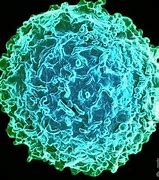 Image result for White Blood Cells