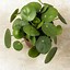 Image result for List of House Plants