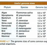 Image result for Sizes of Genomes