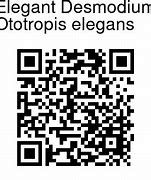 Image result for Ototropis Elegans