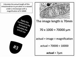 Image result for Actual Size Definition