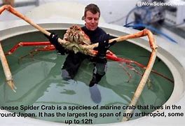 Image result for Japanese Spider Crab Meme