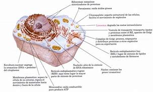 Image result for Organulo