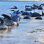 Image result for Whales Saving People