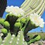 Image result for Saguaro Cactus Bloom