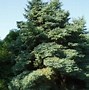 Image result for Picea mariana Nana