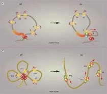 Image result for Chromatin Conformation