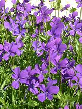 Image result for Viola Jackanapes (Cornuta-Group)