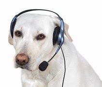 Image result for Dog Headphones Meme