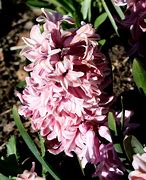 Image result for Hyacinth Flower