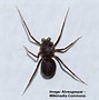 Image result for Texas Spider Identification