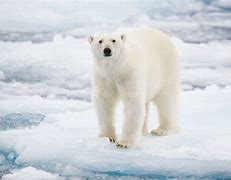 Image result for Tundra Polar Bear