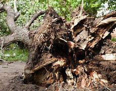 Image result for TreePeople Disease