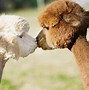 Image result for alpacz