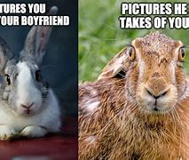 Image result for Wild Rabbit Memes